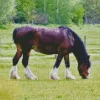 Shire Horse In A Green Field Diamond Painting