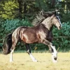 Shire Horse Running Diamond Painting