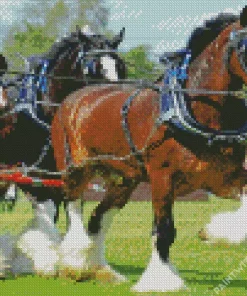 Shire Horses Diamond Painting