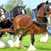 Shire Horses Diamond Painting