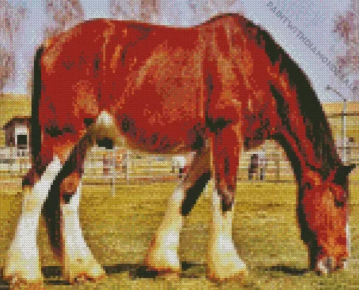 Shire Horse Grazing In A Field Diamond Painting