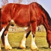 Shire Horse Grazing In A Field Diamond Painting