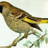 Socotra Golden Winged Grosbeak Diamond Painting