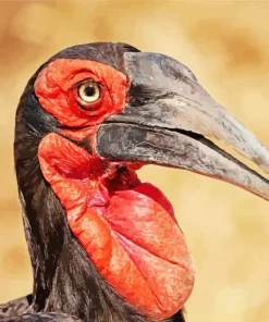 Southern Ground Hornbill Diamond Painting