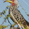 Southern Yellow Billed Hornbill Diamond Painting