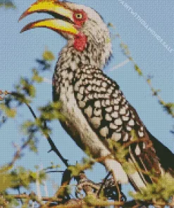 Southern Yellow Billed Hornbill Diamond Painting