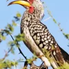 Southern Yellow Billed Hornbill Diamond Painting