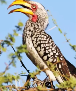 Southern Yellow Billed Hornbill Diamond Painting