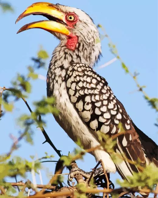 Southern yellow billed hornbill Diamond With Numbers Southern Yellow Billed Hornbill Diamond Painting