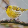 Spinus Bird Diamond Painting
