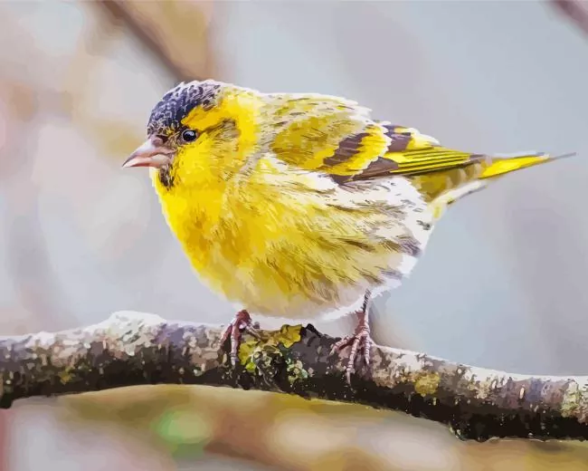 Spinus bird Diamond With Numbers Spinus Bird Diamond Painting