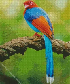 Sri Lanka Blue Magpie Diamond Painting