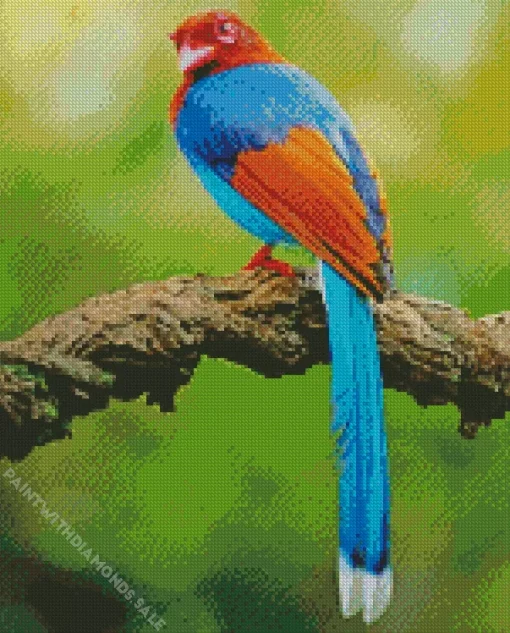 Sri Lanka Blue Magpie Diamond Painting