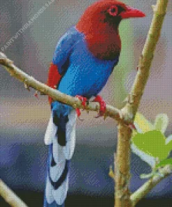 Sri Lanka Blue Magpie Bird Diamond Painting