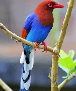 Sri Lanka Blue Magpie Bird Diamond Painting