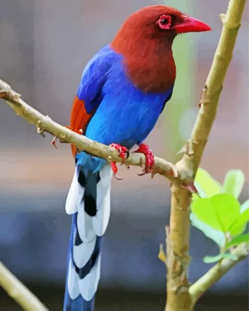 Sri Lanka Blue Magpie Bird Diamond Painting