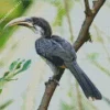 Sri Lanka Grey Hornbill Diamond Painting