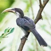 Sri Lanka Grey Hornbill Diamond Painting