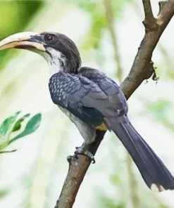 Sri Lanka Grey Hornbill Diamond Painting