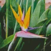 Strelitzia Reginae Diamond Painting