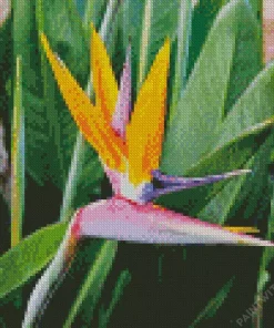 Strelitzia Reginae Diamond Painting