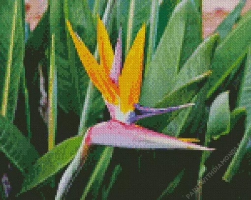 Strelitzia Reginae Diamond Painting