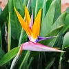 Strelitzia Reginae Diamond Painting