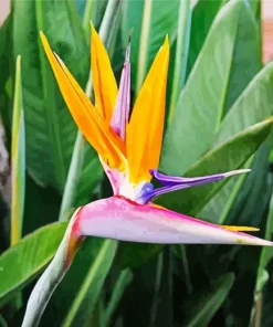 Strelitzia Reginae Diamond Painting