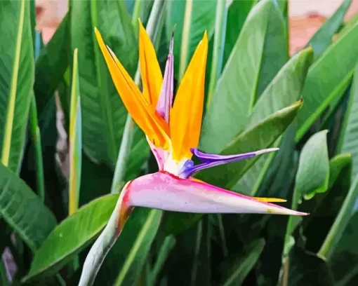 Strelitzia Reginae Diamond Painting