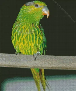 Striated Lorikeet Diamond Painting