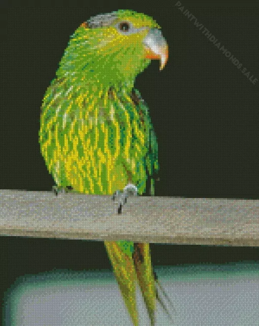 Striated Lorikeet Diamond Painting