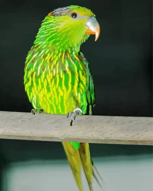 Striated Lorikeet Diamond Painting