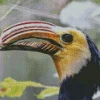 Sulawesi Hornbill Diamond Painting