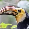 Sulawesi Hornbill Diamond Painting