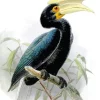 Sulu Hornbill Diamond Painting