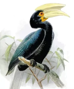 Sulu Hornbill Diamond Painting