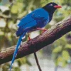 Taiwan Blue Magpie Art Diamond Painting