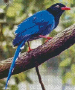 Taiwan Blue Magpie Art Diamond Painting