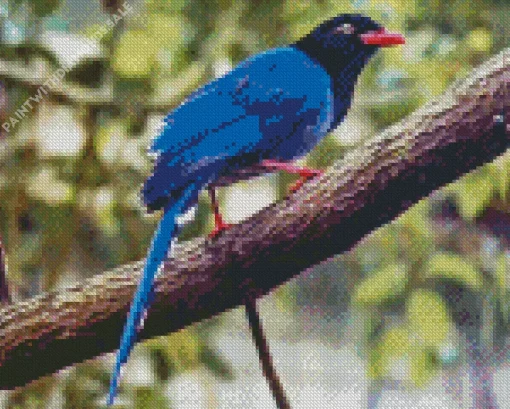 Taiwan Blue Magpie Art Diamond Painting