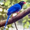 Taiwan Blue Magpie Art Diamond Painting