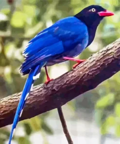 Taiwan Blue Magpie Art Diamond Painting