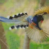 Taiwan Blue Magpie Flying Diamond Painting