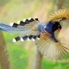 Taiwan Blue Magpie Flying Diamond Painting