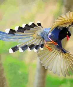 Taiwan Blue Magpie Flying Diamond Painting