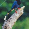 Taiwan Blue Magpie On A Branch Diamond Painting