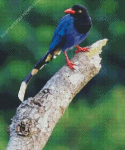 Taiwan Blue Magpie On A Branch Diamond Painting