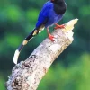 Taiwan Blue Magpie On A Branch Diamond Painting