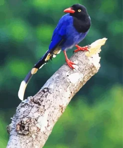 Taiwan Blue Magpie On A Branch Diamond Painting