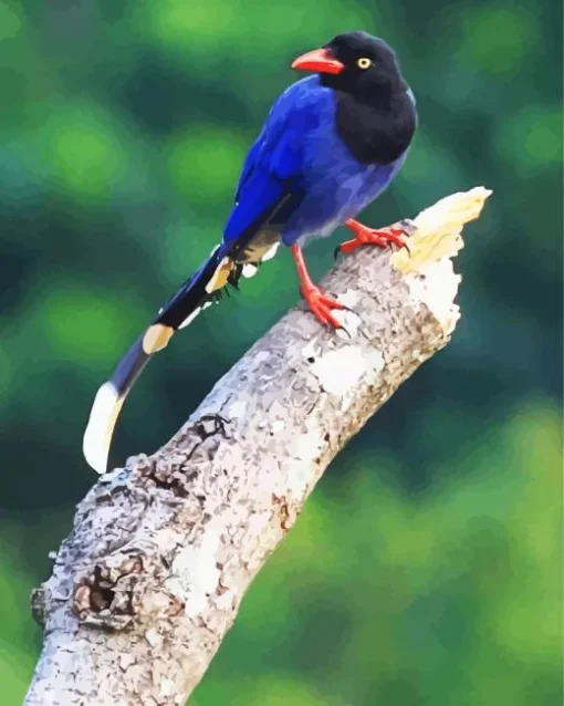 Taiwan Blue Magpie On A Branch Diamond Painting