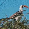 Tanzanian Red Billed Hornbill Diamond Painting